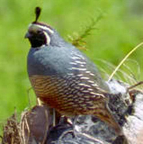 130+ Quail Books and Guides All on One Awesome CD !! Hatching Eggs,Pens&amp;More!,