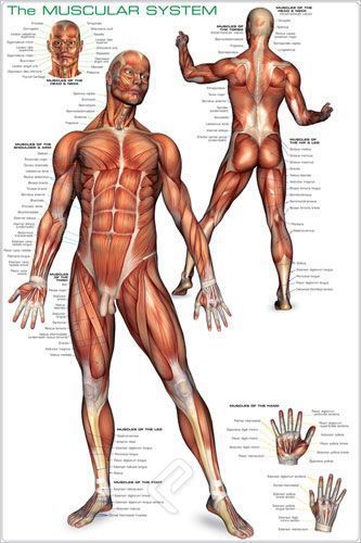 The human muscular system-full color  anatomical poster 24 x 36 for sale