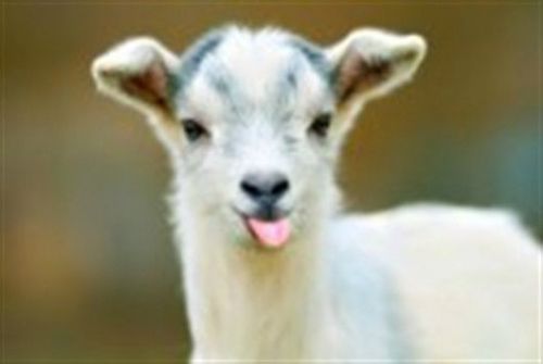 Over 125 Goat Books, on One CD,Breeding, housing, Kids, Meat recipes Cheese@@@@