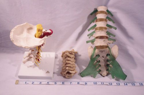 Human Cervical, Vertebral, Spinal, Spine Models