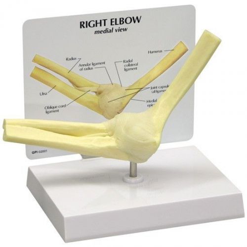 NEW Anatomical Basic Elbow Joint Model WOW! OVERSTOCKED RETURNED BY CUSTOMER