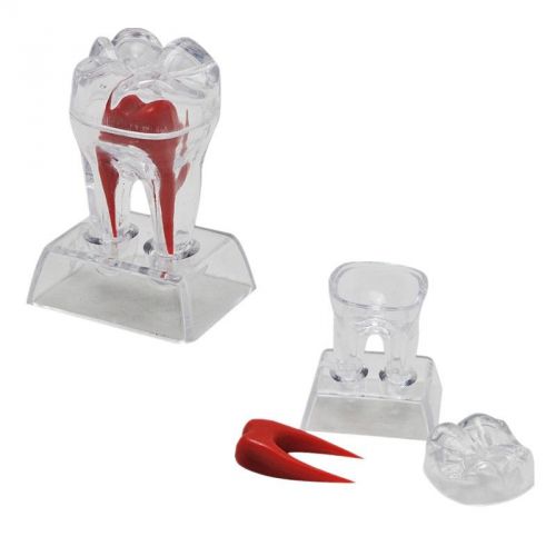 Bid! dental crystal base hard plastic teeth tooth molar model for teaching learn for sale