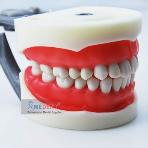 Smedent high quality dental teaching tooth model