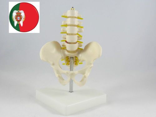Professional medical anatomic model pelvis w/ 5 lumbar vertebrae hf size artmed for sale
