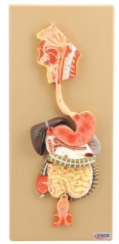 Eisco human digestive system model  2 parts  hand painted for sale