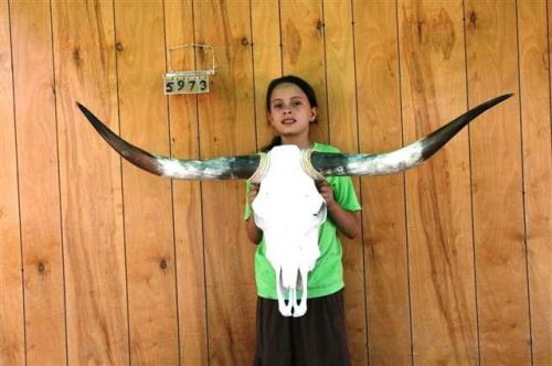Steer skull long horns 4&#039; 2 &#034; cow bull skulls horn h5973 for sale