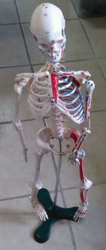 Human Skeleton Painted and Numbered Model