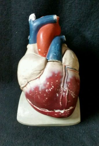 Antique Large Plaster Anatomical Model of the Heart