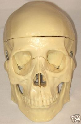 Lifesize human medical dental student anatomical skull model teeth bone head New