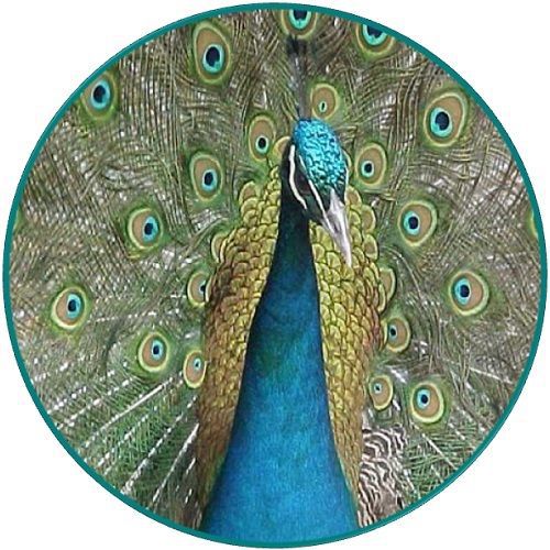 30 Custom Peacock Art Personalized Address Labels