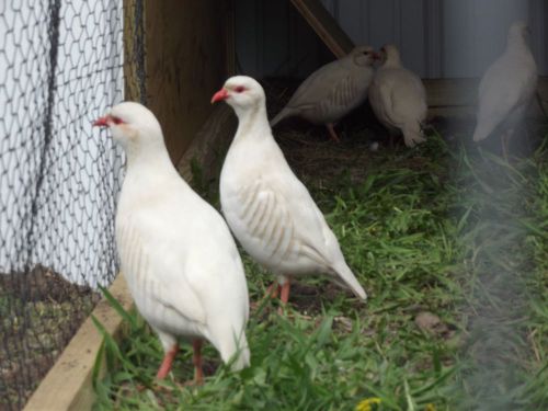 Presale, 6 Albino Chuckar  Partridge Hatching Eggs, Pheasant, quail, duck, NPIP