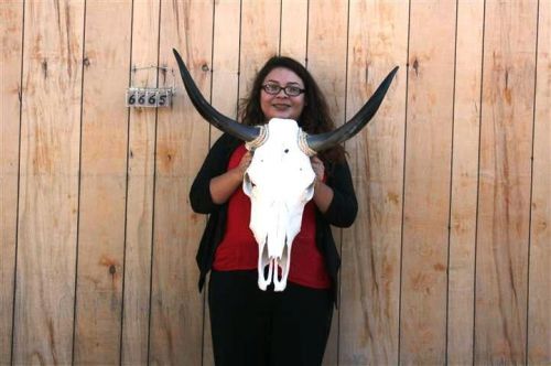 Steer skull long horns 2&#039; 5&#034; cow bull skulls horn h6665 for sale