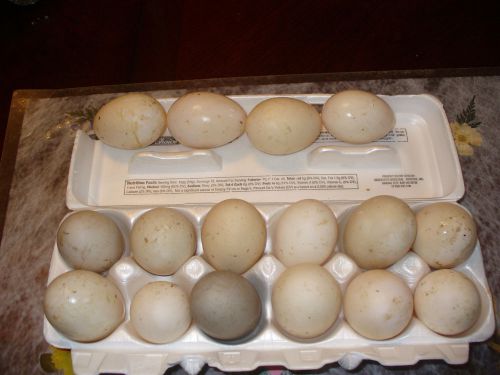 1-dozen duck eggs + 6 extras eggs barnyard special mixed duck hatching egg for sale