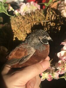 20 Button Quail Group1A. Hatching Eggs Beautiful Healthy Birds Select Bred