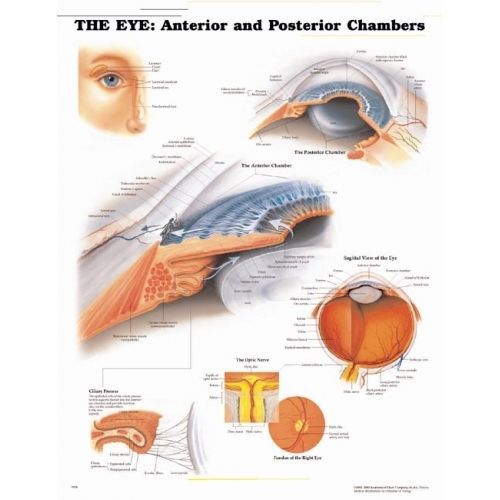 Anterior/Posterior Anatomical Chart