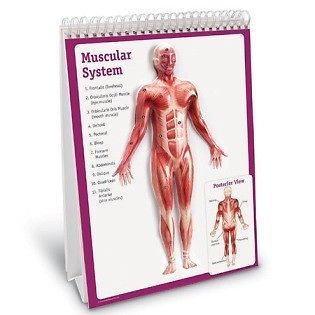 Children&#039;s anatomy of the body educational flip chart  lfa #l1005 for sale