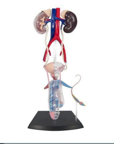 New FameMaster Human Male Reproductive Anatomy Model Science Educational System