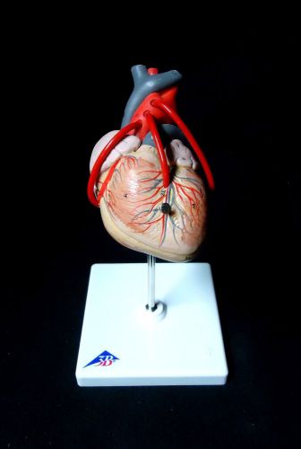 3B Scientific - G05 Classic Heart with Bypass, Anatomical Model, 2 part (G 05)