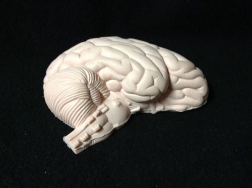 Denoyer Geppert Half Brain Unpainted Anatomical Model
