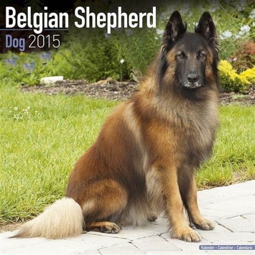 NEW 2015 Belgian Shepherd Dog Wall Calendar by Avonside- Free Priority Shipping!