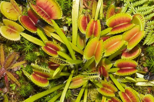 SALE,,,FRESH Dionaea Muscpula (Venus Fly Trap)(10 seeds)Carnivorous Plant