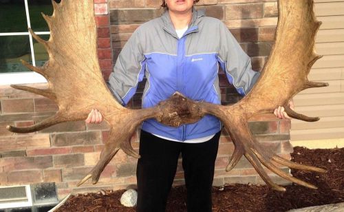 Huge trophy moose antlers , sheds  huge palms 25 points for sale