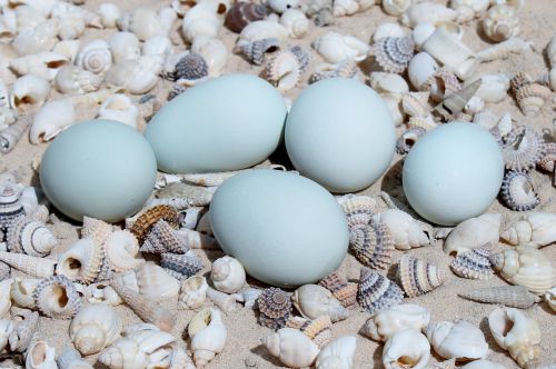 6+ BANTAM White Ameraucana fertile hatching eggs