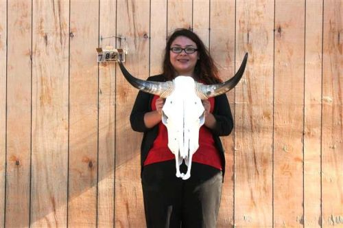Steer skull long horns 2&#039; 2&#034; cow bull skulls horn h6810 for sale