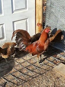 6+ extra Eslin Red Quill poultry chicken hatching eggs