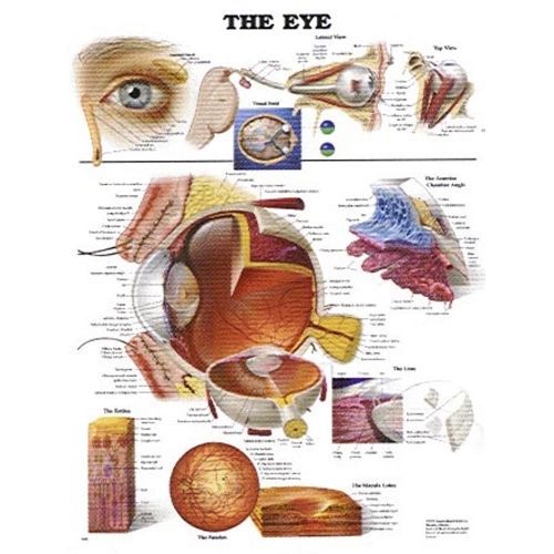 Illustrated Eye Anatomical Chart