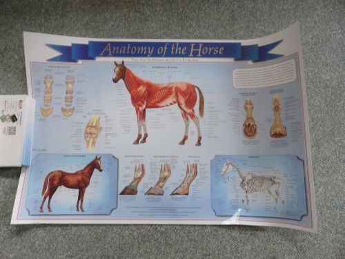 Equine  Anatomy of the Horse Wall Chart  #X104