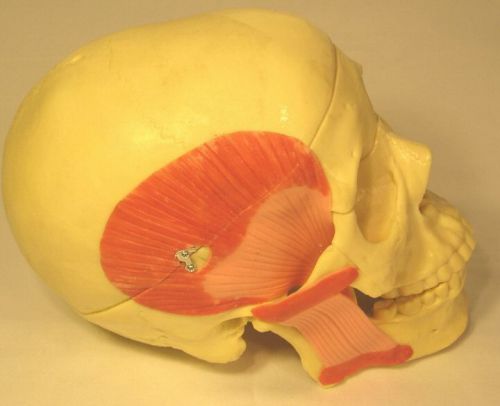 Lifesize human medical anatomical skull anatomical anatomy model w muscle New
