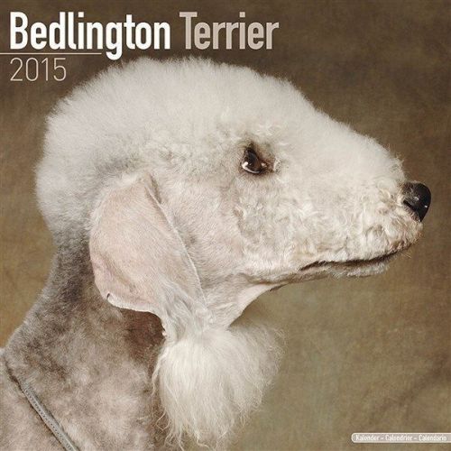 NEW 2015 Bedlington Terrier Wall Calendar by Avonside- Free Priority Shipping!