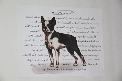 Package of 100 Full Color Heat Transfers Boston Terrier New in Package
