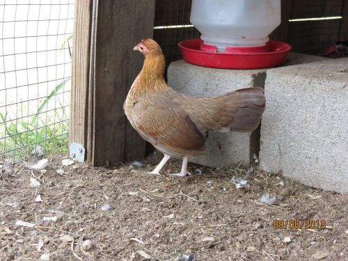 6 Fawn silver duck wing over Fawn red  5 SDW OEG Bantam hatching eggs,chicken