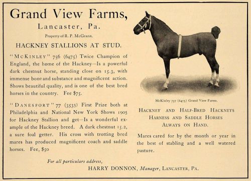 1906 ad grand view farms hackney stallions horse saddle - original cl8 for sale