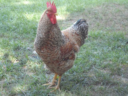 13+ Bielefelder Chicken Hatching Eggs (Very rare Greenfire Stock)