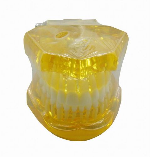 Dental Nature Dentist Teeth Transparent Standard Teeth Model G020