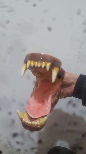 Ursidae bears Teeth tongue Anatomy jaw vet Veterinary Model teach study musum