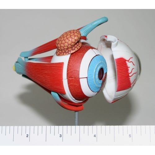 Eye model with muscles for sale
