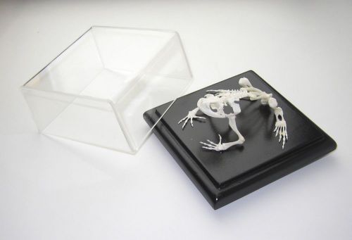Toad Skeleton Specimen Real Bone Articulated on Wood Base w/ Acrylic Cover