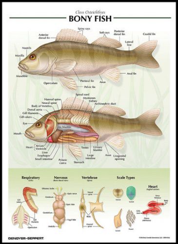 Laminated biological chart bony fish poster for sale