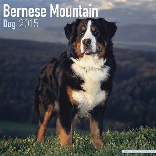 NEW 2015 Bernese Mountain Dog Wall Calendar by Avonside- Free Priority Shipping!