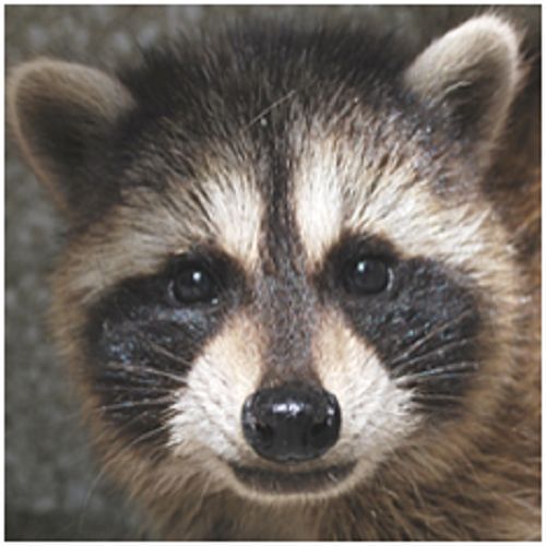 30 Custom Raccoon Personalized Address Labels