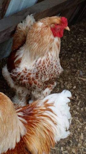 6+ Spellcast Farms, LLC Buff Laced Brahma fertile hatching eggs~Dan Powell line!