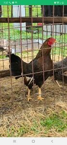 6+ extra Hennie/ Black Roundhead poultry chicken hatching eggs