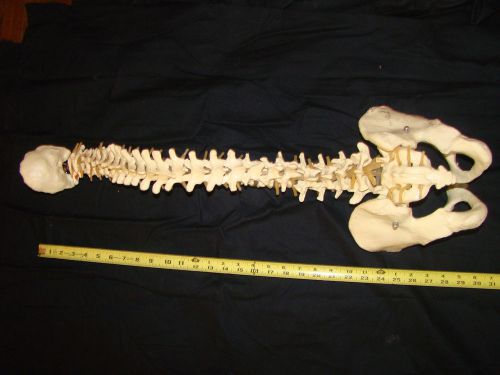 Human skeleton spine