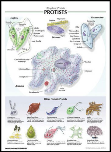 Laminated biological chart  protists poster for sale
