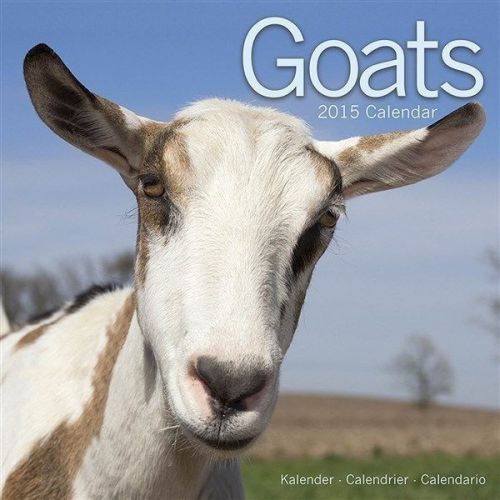 NEW 2015 Goats Wall Calendar by Avonside- Free Priority Shipping!