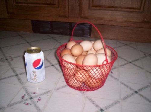 New Red  Rubber Coated Wire Egg Basket for chicken eggs
